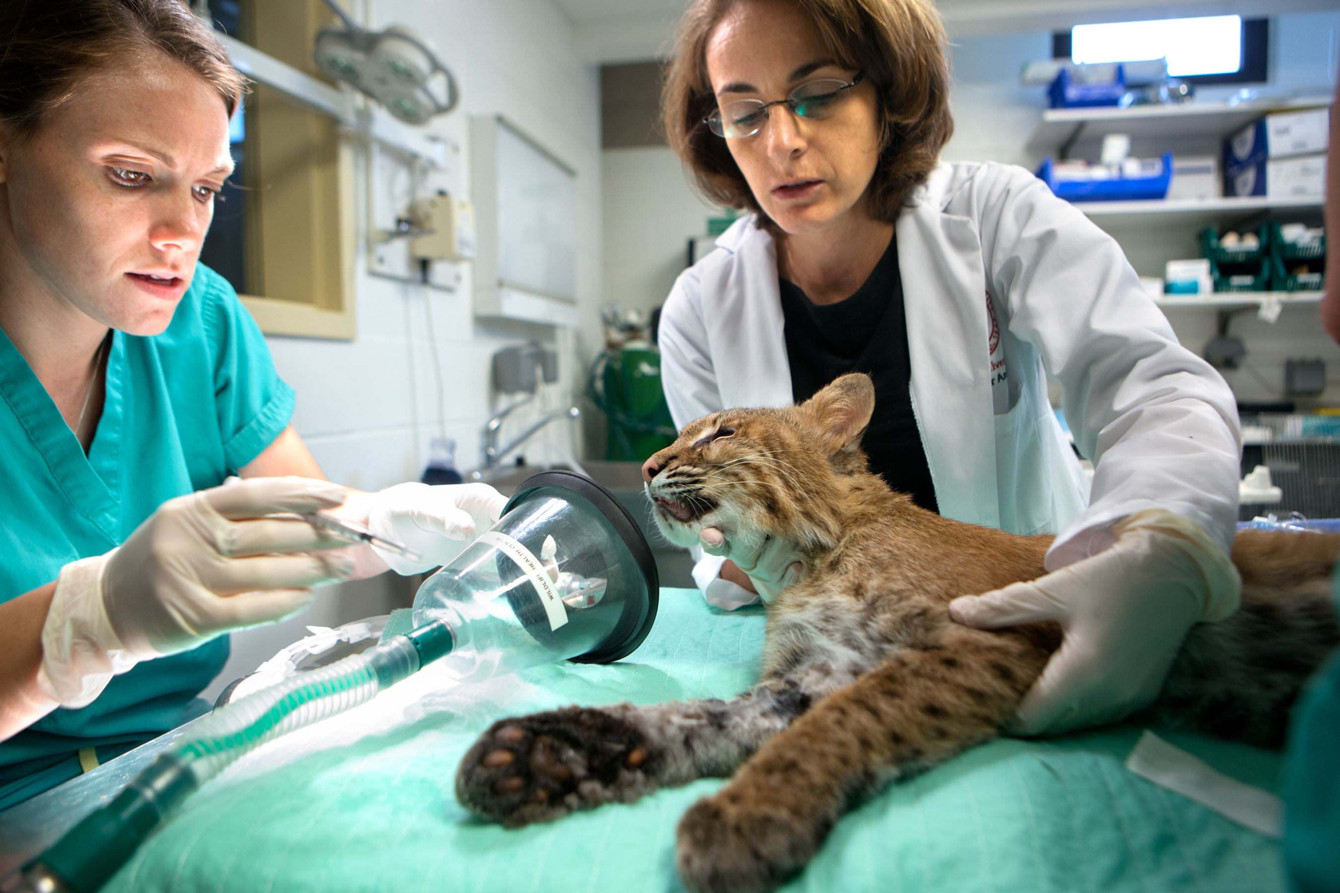 Veterinarian With Wild Animals